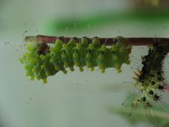 Saturnia pyri