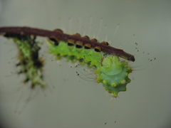 Saturnia pyri