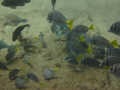 Prionurus laticlavius