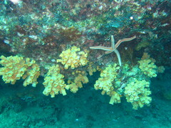 Tubastraea