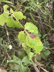 Toxicodendron radicans