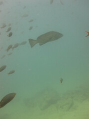 Mycteroperca rosacea