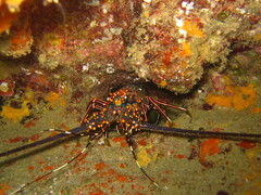 Panulirus inflatus