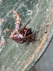 Steatoda nobilis