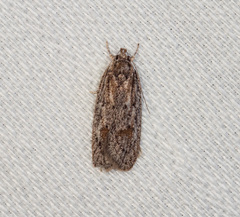 Acantholena siccella
