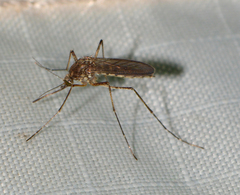 Aedes vexans