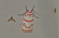 Cyana perornata