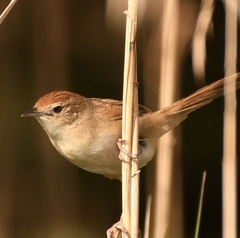 Cincloramphus timoriensis
