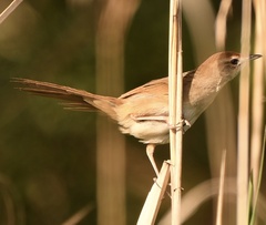 Cincloramphus timoriensis