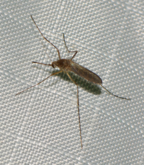 Aedes vexans