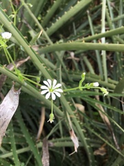 Stellaria chilensis