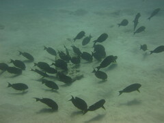 Acanthurus xanthopterus