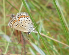 Plebejus argus