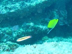 Forcipiger flavissimus