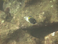 Acanthurus nigricans