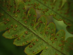 Ctenitis latifrons