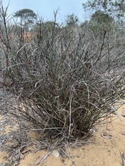 Adolphia californica