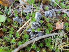 Peltigera didactyla