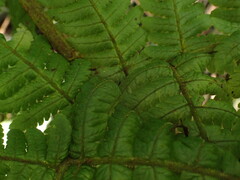 Ctenitis latifrons