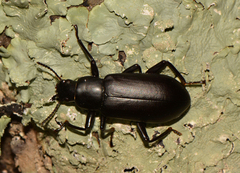Alobates pensylvanicus