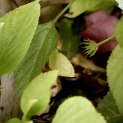 Abaeis mexicana