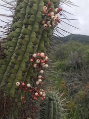 Trichocereus chiloensis