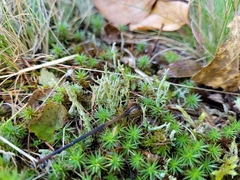 Cladonia scabriuscula