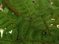 Ctenitis latifrons