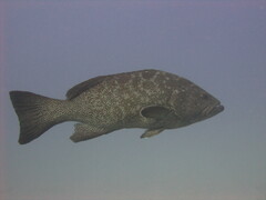 Mycteroperca rosacea