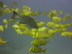 Mycteroperca rosacea