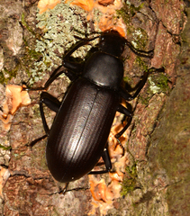 Alobates pensylvanicus