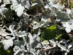 Artemisia stelleriana