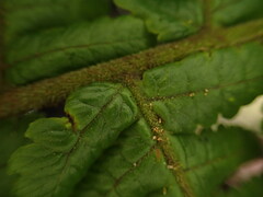Ctenitis latifrons