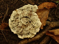 Phellodon niger