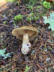 Cortinarius scaurus