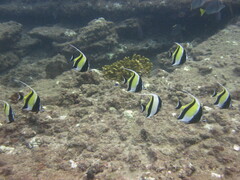 Zanclus cornutus
