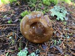 Cortinarius scaurus