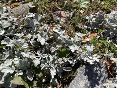 Artemisia stelleriana