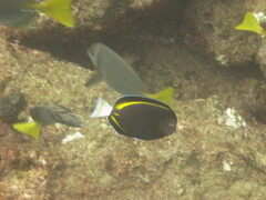 Acanthurus nigricans