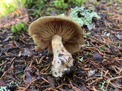 Cortinarius scaurus