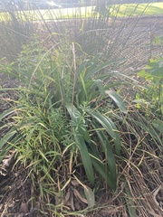 Agapanthus praecox