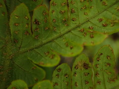 Ctenitis latifrons