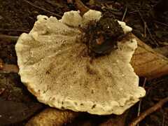 Phellodon niger
