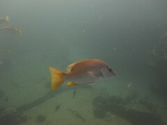 Lutjanus argentiventris