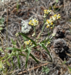 Pseudognaphalium macounii