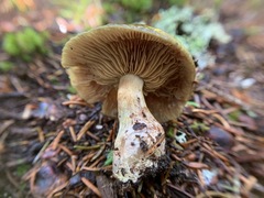 Cortinarius scaurus