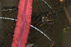 Kinosternon subrubrum