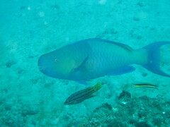 Scarus rubroviolaceus