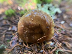 Cortinarius scaurus