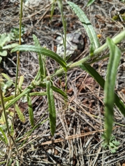 Pseudognaphalium macounii